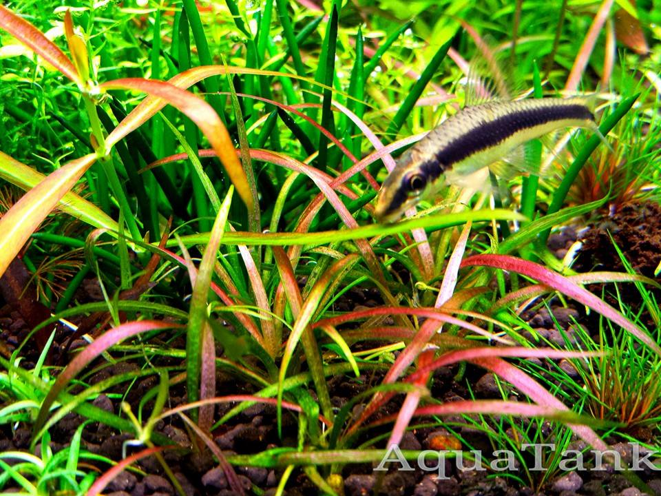 Echinodorus tenellus aquarium plant | AquaTank Rare Aquarium Echinodorus tenellus aquarium plant | AquaTank Rare Aquarium